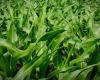 Scenario freezes corn prices again