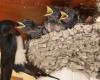 Number of swallows in Portugal fell by 40% in 20 years