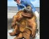 Accidentally catches 90kg “dinosaur-like turtle” in lake