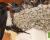 Number of Swallows in Portugal fell by 40% in 20 years – Current Affairs – SAPO.pt