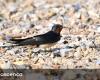 Lack of insects brings fewer swallows to Portugal