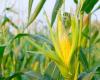 Fluctuations in the corn market: Cepea evaluates prices and production
