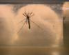 Americana confirms 3rd death from dengue in 2024; region reaches 44 deaths | Campinas and Region