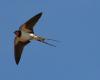 The swallow is escaping from Portugal (and it’s not the only one)