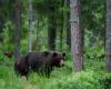 After accident, bear drags driver’s body into forest in USA