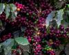 Drops in coffee prices in early May offset half of April’s gains | Coffee