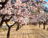 What is the current state of almond production in Portugal?