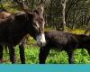 Today is the day to celebrate the curious and intelligent nature of donkeys | Tours