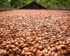 Cocoa rises, rehearses new impulse and prices should not be ‘accommodated’ | Quotes