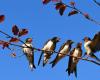 In Portugal, spring has fewer and fewer swallows! The number has fallen by 40% in 20 years