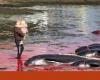 Faroe Islands killed 40 pilot whales in one day: “Blood sport” | Faroe Islands