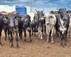 Live cattle prices continue to fall with ample supply | Ox