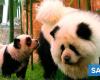 Zoo paints dogs to trick panda visitors – Life