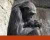 Chimpanzee that carries cub that has been dead for months moves zoo visitors | Chimpanzees