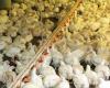 Floods in RS could spread high chicken and pork prices across Brazil | Livestock