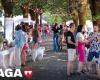 Braga hosts festival to help stray cats