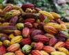 Climate change compromises production and cocoa prices soar