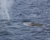 Hear the song of Antarctic blue whales that is exciting scientists | Whales