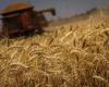 USDA reduces wheat supply forecast and prices rise in Chicago | Wheat