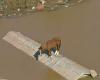Horse trapped on roof during floods in Rio Grande do Sul has already been rescued | Brazil