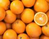 Orange: calories, benefits, and nutritional table | nutrition