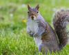 Squirrels transmitted leprosy to humans in the Middle Ages, study suggests