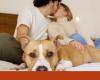 When animals interrupt their owners’ intimacy | pet