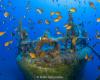 Madeira Underwater Open 2024 Photo & Video Championship (photos)