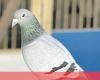 605 kilometers in less than nine hours: The impressive record of the fastest pigeon in Portugal – Cm to the Minute